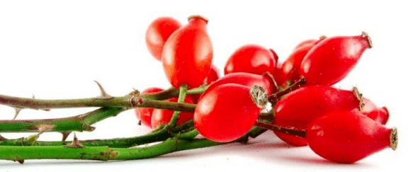 Rosahip -Beeren mit Zystitis